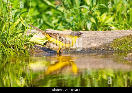 Schafstelze auf Nahrungssuche am Wasser, Spiegelung, Yellow Wagtail (Motacilla flava) juv. Ungheria, Ungarn, Gewässer, Foto Stock