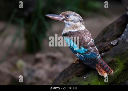 Blauflügelkookaburra, Lachender Hans (Dacelo leachii), Queensland, Australien Foto Stock