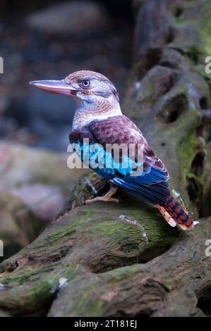 Blauflügelkookaburra, Lachender Hans (Dacelo leachii), Queensland, Australien Foto Stock