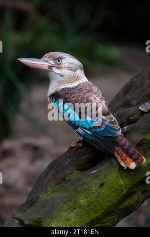 Blauflügelkookaburra, Lachender Hans (Dacelo leachii), Queensland, Australien Foto Stock