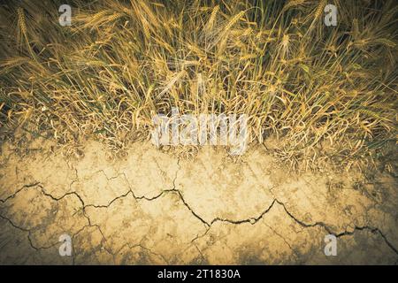 Gerstenfeld und ausgetrocknete Erde a Scharbeutz, Schleswig-Holstein, Deutschland Foto Stock