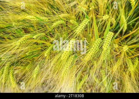 Gerstenfeld a Scharbeutz, Schleswig-Holstein, Deutschland Foto Stock