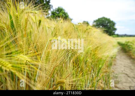 Gerstenfeld a Scharbeutz, Schleswig-Holstein, Deutschland Foto Stock