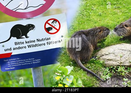 FOTOMONTAGE, Verbotsschild für das Füttern von Nutrias am Schleusengraben in Bergedorf, Amburgo, Deutschland Foto Stock