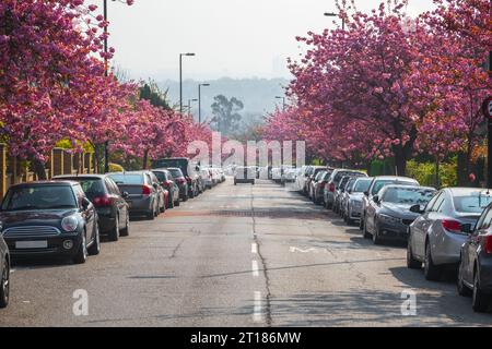 Strada fiancheggiata da fiori di ciliegio sui Cranley Gardens a Muswell Hill, Londra Foto Stock
