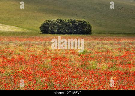 Un'abbondanza di papaveri in un campo nelle South Downs, in un giorno d'estate Foto Stock
