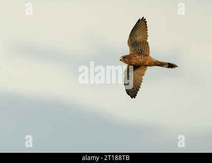 Maschio Kestrel (Falco tinnunculus) in luce dorata al tramonto, Norfolk Foto Stock