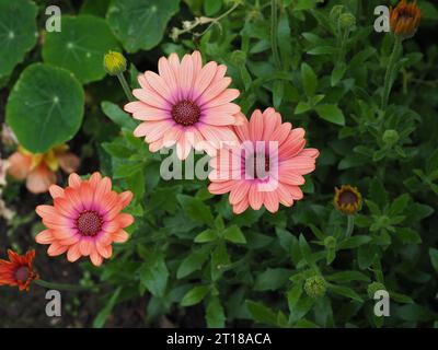 Guardando in basso i fiori simili a margherita dell'Osteospermum 'Coral Magic' (margherita africana) in un letto di fiori che cambia colore man mano che invecchiano Foto Stock