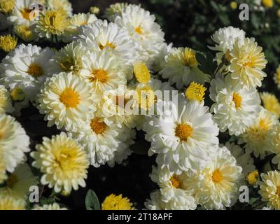 Primo piano dei due fiori bianchi/crema/gialli del Chrysanthemum 'Poesie' nel sole autunnale in un giardino britannico in ottobre. Foto Stock