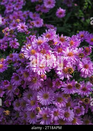 Ritratto ravvicinato di una massa di fiori di Aster amellus "Lac de Geneve" viola che crescono in un giardino britannico in ottobre (margherita Michaelmas) Foto Stock