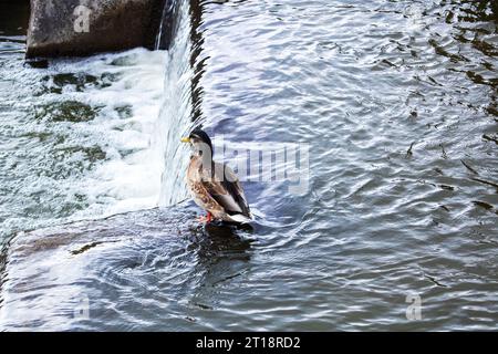 Ravvicinati sull'acqua nella fontana Foto Stock