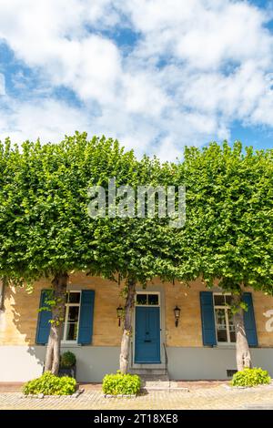 Bellissimo vecchio cottage in pietra arenaria gialla con persiane blu e alberi verdi con cielo soleggiato Foto Stock