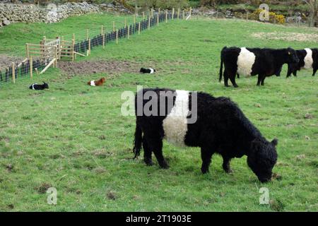 Mucche e vitelli "Bos Taurus" di Galloway con cintura in un campo nella Swindale Valley, Lake District National Park, Cumbria, Inghilterra, Regno Unito. Foto Stock