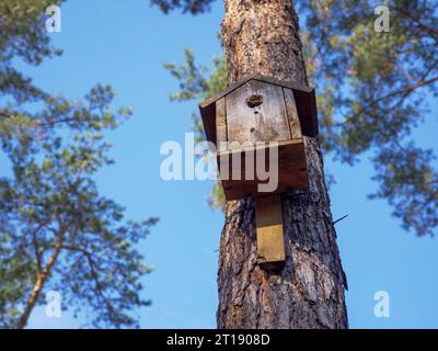 Semplice scatola per nidificare gli uccelli fatta a mano su un palo su un alto pino dritto con una bella corteccia di tronco testurizzata in un parco cittadino. Birdhouse in alto Foto Stock