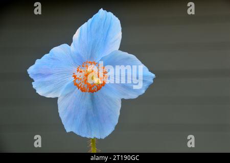 Fiore singolo azzurro dell'Himalaya Blue Poppy "Meconopsis Betonicifolia" coltivato nell'Himalayan Garden & Sculpture Park, North Yorkshire, Inghilterra, Regno Unito. Foto Stock