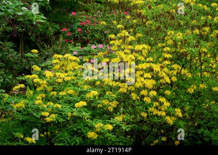 Fiori gialli azalei 'Rhododendron luteum' (Azalea caprifoglio) coltivati nell'Himalayan Garden & Sculpture Park, North Yorkshire, Inghilterra, Regno Unito. Foto Stock