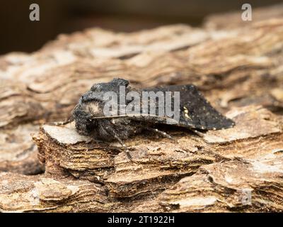 Aporophyla nigra, la falena nera rustica, che poggia sulla corteccia di un albero. Foto Stock