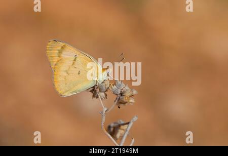 Farfalla grande color salmone, grande Salmon arabo, Colotis fausta Foto Stock