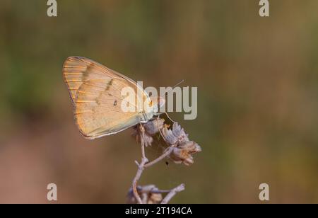 Farfalla grande color salmone, grande Salmon arabo, Colotis fausta Foto Stock