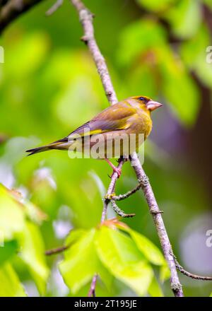 Il Greenfinch (Chloris chloris), un residente di Dublino, catturato nella bellezza naturale della capitale irlandese. Foto Stock