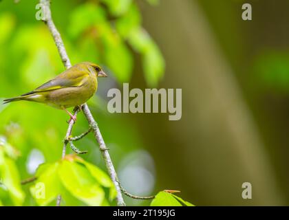 Il Greenfinch (Chloris chloris), un residente di Dublino, catturato nella bellezza naturale della capitale irlandese. Foto Stock