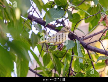 Il Greenfinch (Chloris chloris), un residente di Dublino, catturato nella bellezza naturale della capitale irlandese. Foto Stock