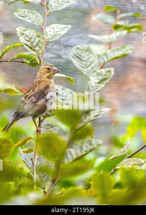 Il Greenfinch (Chloris chloris), un residente di Dublino, catturato nella bellezza naturale della capitale irlandese. Foto Stock