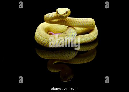 Primo piano di un albero giallo dalle labbra bianche viper, Indonesia Foto Stock