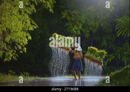 Contadino che cammina in un campo allagato trasportando piante di riso su un palo, Thailandia Foto Stock