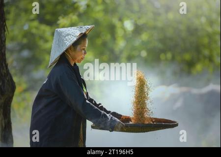 Primo piano di una contadina che scuote un cesto con riso appena raccolto, Thailandia Foto Stock