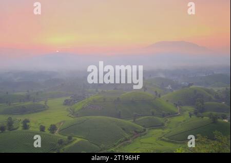 Vista aerea di una piantagione di tè, Long Coc, Tan Son, Phu Tho, Vietnam Foto Stock