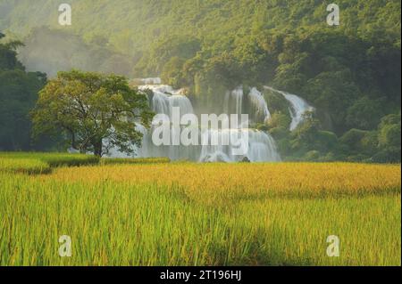 Risaie di fronte alla cascata Ban Gioc, alla diga Thuy Trung Khanh, Cao Bang, Vietnam Foto Stock