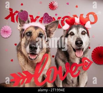 Pastore tedesco e Husky siberiano che indossa una collana amorosa e fasce per capelli con il cuore Foto Stock