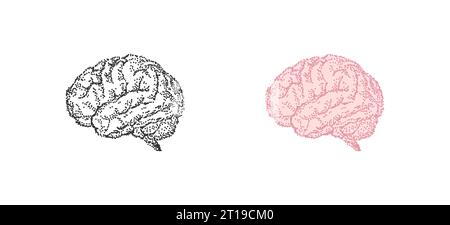 Cervello umano, anatomia, organo disegnato. Illustrazione di punti Vector vintage Illustrazione Vettoriale