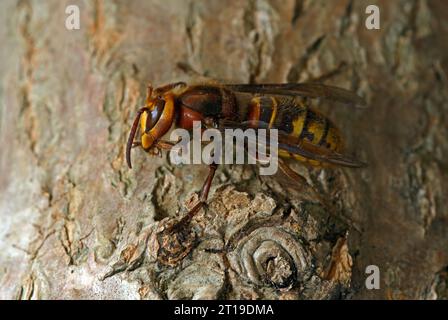 Hornet (Vespa crabro), regina adulta sul tronco d'albero Eccles-on-Sea, Norfolk, Regno Unito. Ottobre Foto Stock