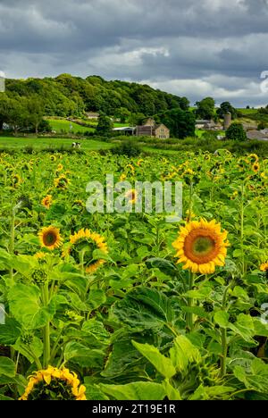 Girasoli che crescono in tarda estate in un campo in una fattoria vicino ad Ashover nel nord-est del Derbyshire, Inghilterra, Regno Unito. Foto Stock