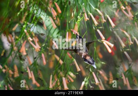 Colibrì tropicale piccolo eremita, Phaethornis longuemareus, che vola all'ombra di una vegetazione lussureggiante che si nutre di nettare dai fiori Foto Stock
