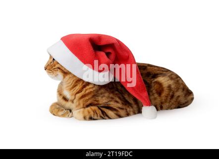 Gatto di Natale che indossa un cappello rosso di Babbo Natale. Babbo Natale isolato. Foto Stock