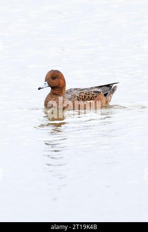 Wigeon (Anas penelope) Norfolk ottobre 2023 Foto Stock