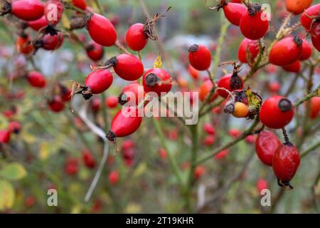 In autunno, le rose fiancheggiano un cespuglio di rosa Foto Stock