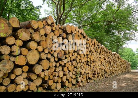 Holzstapel, Stadtwald, Frankfurt am Main, Hessen, Deutschland Foto Stock