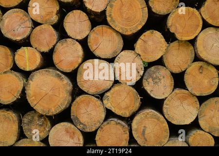 Holzstapel, Stadtwald, Frankfurt am Main, Hessen, Deutschland Foto Stock