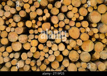 Holzstapel, Stadtwald, Frankfurt am Main, Hessen, Deutschland Foto Stock