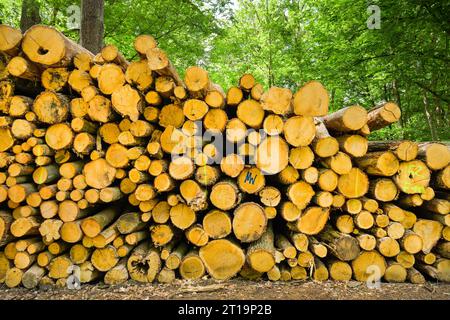 Holzstapel, Stadtwald, Frankfurt am Main, Hessen, Deutschland Foto Stock