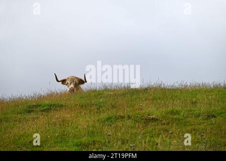 Una mucca pelosa, o mucca delle Highland, vicino a Idrigil, nell'isola di Skye, in Scozia. Foto Stock