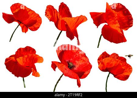 Collezione di sei fiori di papavero rossi, vista laterale, isolamento Foto Stock