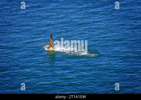 Un uccello di pellicani marroni che atterra sul mare con spruzzi d'acqua Foto Stock