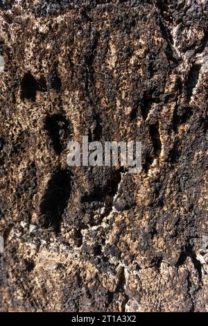 Primo piano della struttura della corteccia di una quercia, che mostra i suoi intricati motivi naturali. Foto Stock