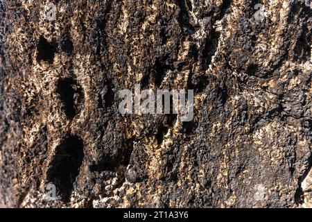 Primo piano della struttura della corteccia di una quercia, che mostra i suoi intricati motivi naturali. Foto Stock