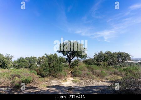 Cattura la bellezza serena del paesaggio dell'Alentejo con le sue iconiche querce da sughero sotto il sole dorato. Foto Stock